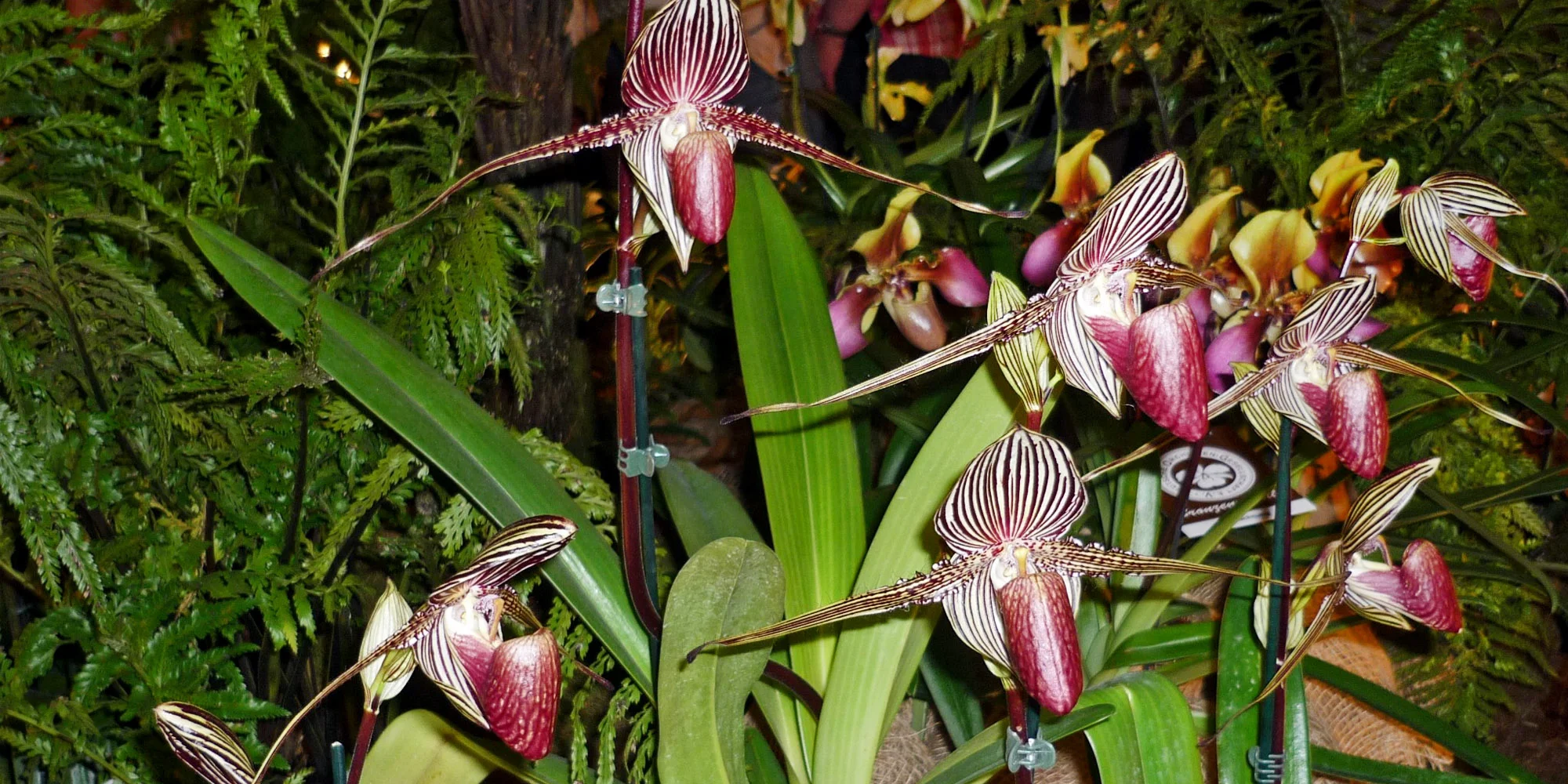 Výlet na prodejní výstavu orchidejí Orchideen Welt a prohlídka Drážďan