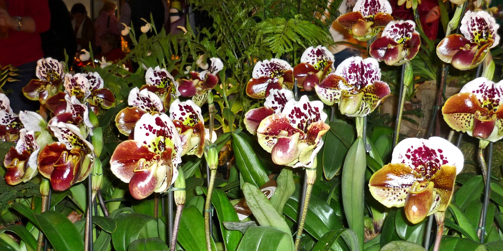 Výlet na prodejní výstavu orchidejí Orchideen Welt a prohlídka Drážďan