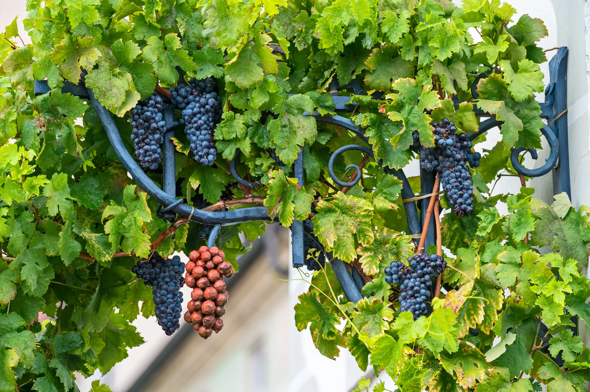 Pětidenní poznávací zájezd do Slovinska: průvodce a hotel, od Lublaně přes Bled a Triglav až k moři