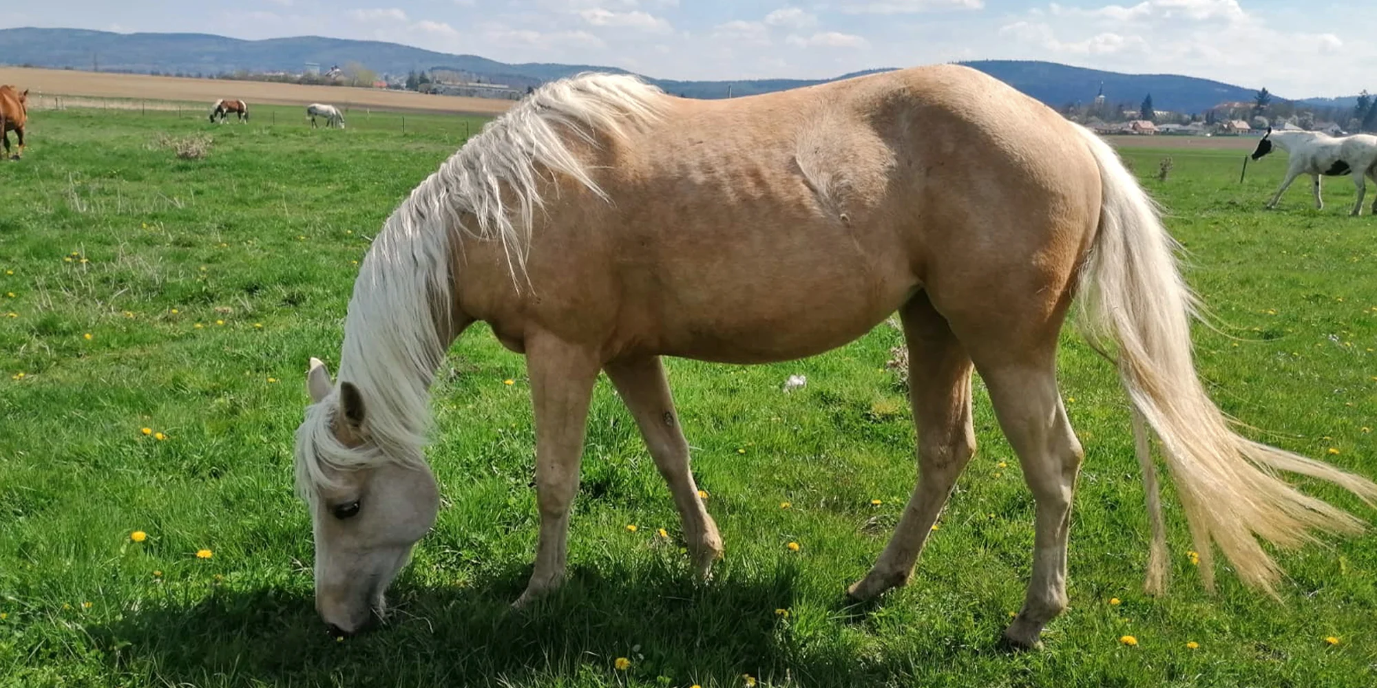 Péče o koně a vyjížďka, pro děti jízda na poníkovi
