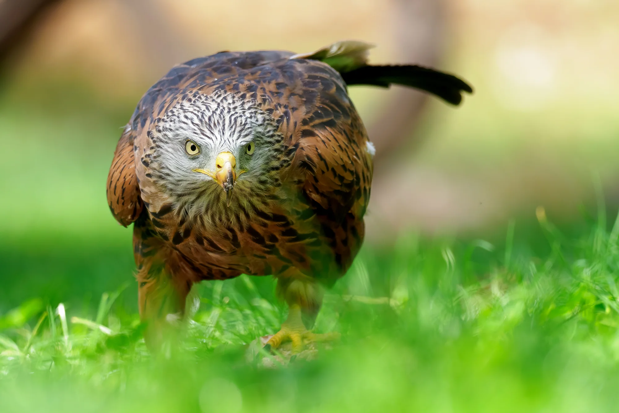 6hodinový fotografický kurz v českých zoo s profíkem Patrikem Staňkem
