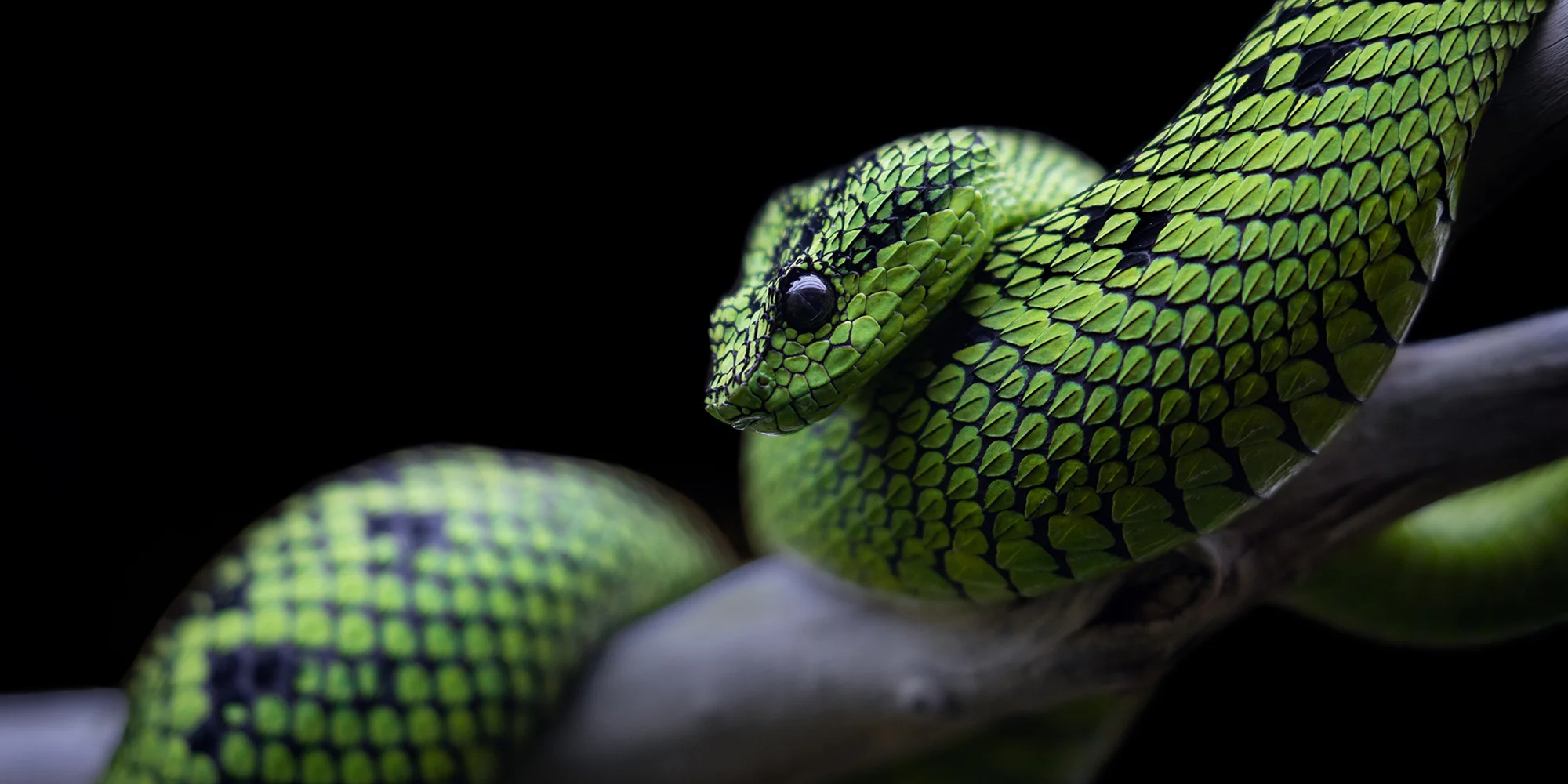 Fotografický prémium kurz v zoo: začátečníci i pokročilí