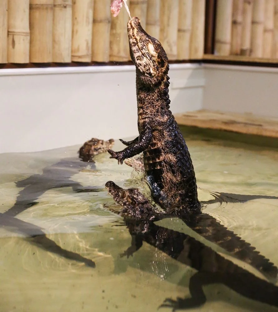 Nakrmte krokodýly: VIP vstupenka do Krokodýlí Zoo pro 1 či 2 osoby