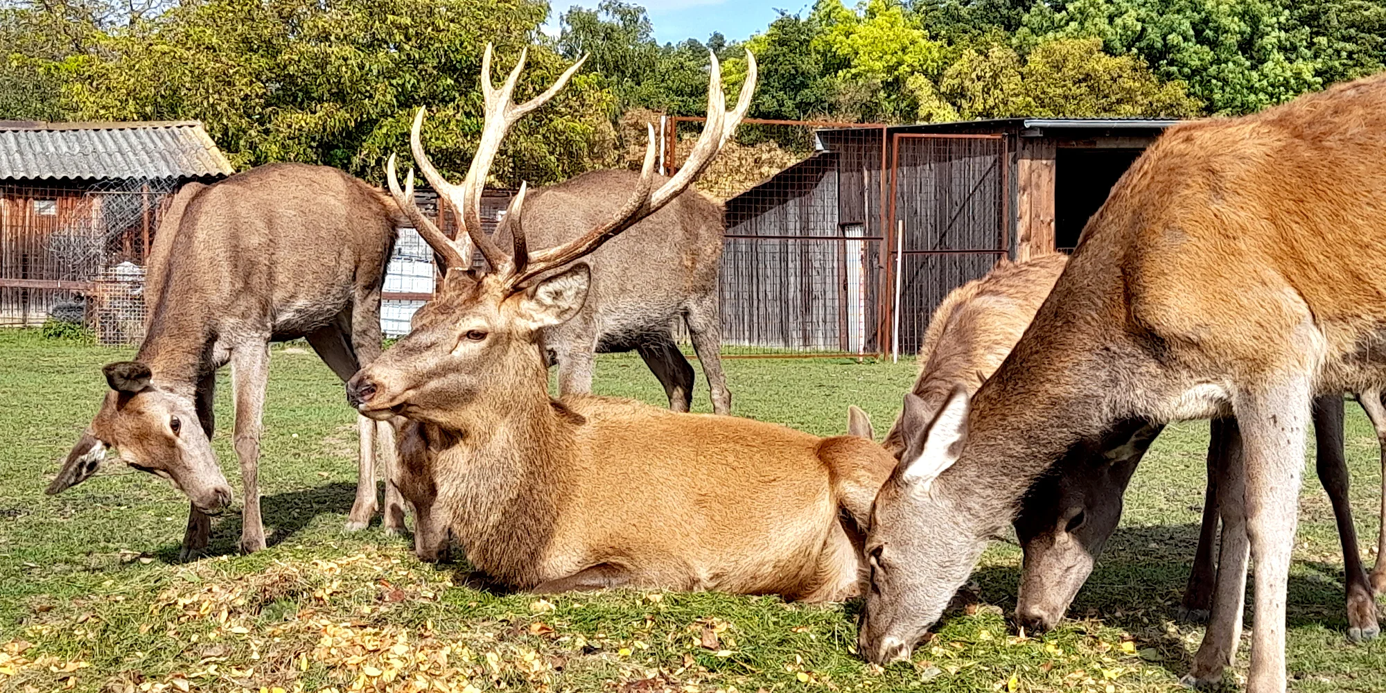 Adopce zvířat a vstup do Zooparku jeleni Homole