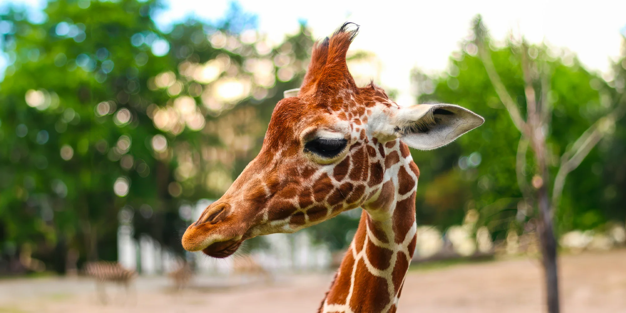 Jednodenní výlet do zoo v Berlíně i prohlídka města