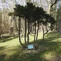 Chráněný park Americká zahrada