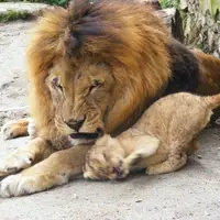 Zoo Dvorec