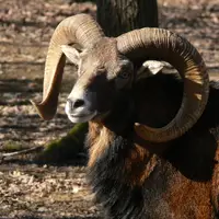 Zoopark Budakeszi Vadaspark