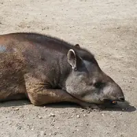 Zoo Xantus János Állatkert v Győru