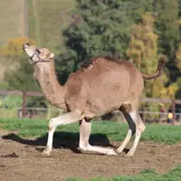 Farmapark Soběhrdy