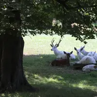 Obora Žleby