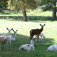 Obora Žleby