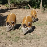 Kittenberger Kálmán Zoo & Botanická zahrada (Veszprém)