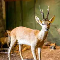 Expozice Šindelka Harrachov