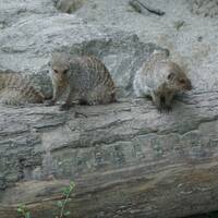 ZOO Salzburg