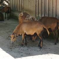 ZOO Salzburg