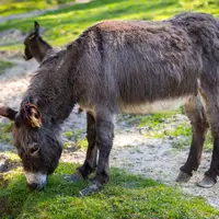 Zoo Gdaňsk Oliwa