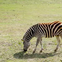 Zoo Gdaňsk Oliwa