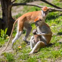 Zoo Gdaňsk Oliwa