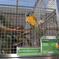 Papouščí Zoologická zahrada