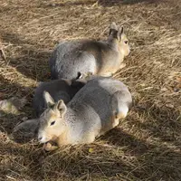 Zoopark Na Hrádečku u Jindřichova Hradce