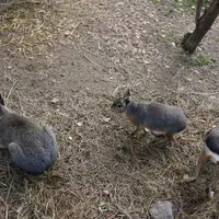 Zoopark Na Hrádečku u Jindřichova Hradce