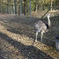 Zoopark Na Hrádečku u Jindřichova Hradce