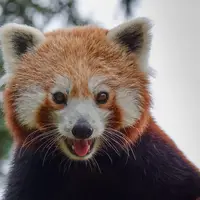 Zoo Olomouc - Svatý Kopeček