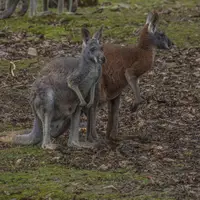 Zoo Olomouc - Svatý Kopeček