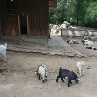 Zoo park Tierwelt Herberstein