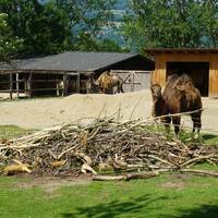 Zoo park Tierwelt Herberstein