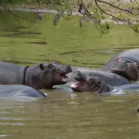 Safari park Dvůr Králové