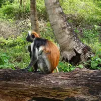 Národní park Jozani Forest