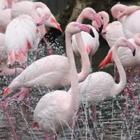 Zoologická zahrada Hodonín