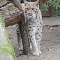 Zoologická zahrada Hodonín