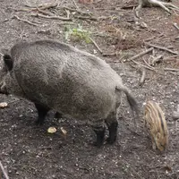 Obory se zvěří v hradeckých lesích