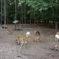 Obory se zvěří v hradeckých lesích