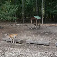 Obory se zvěří v hradeckých lesích