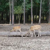 Obory se zvěří v hradeckých lesích