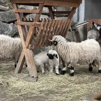 ZOO Innsbruck