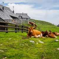Velika Planina