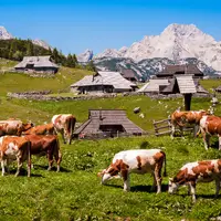 Velika Planina