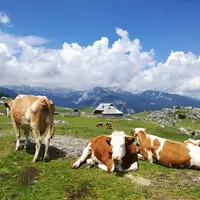 Velika Planina