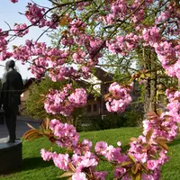 Muzeum Bratří Čapků