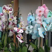Tropski vrt by Ocean Orchids