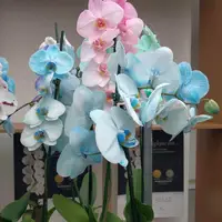 Tropski vrt by Ocean Orchids