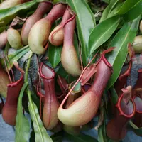 Tropski vrt by Ocean Orchids
