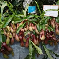 Tropski vrt by Ocean Orchids