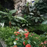 Tropski vrt by Ocean Orchids