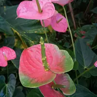 Tropski vrt by Ocean Orchids